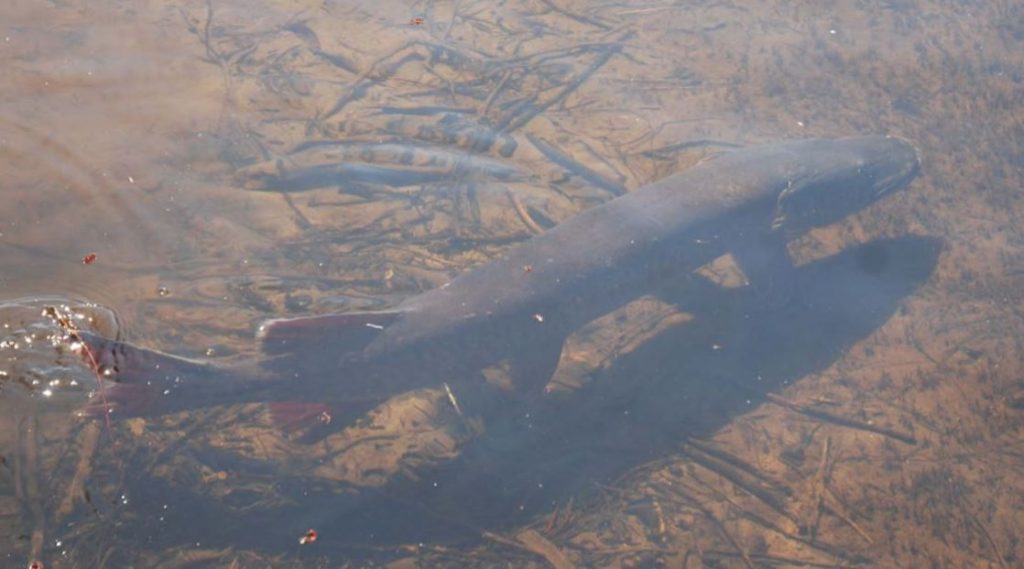 Muskellunge in North America